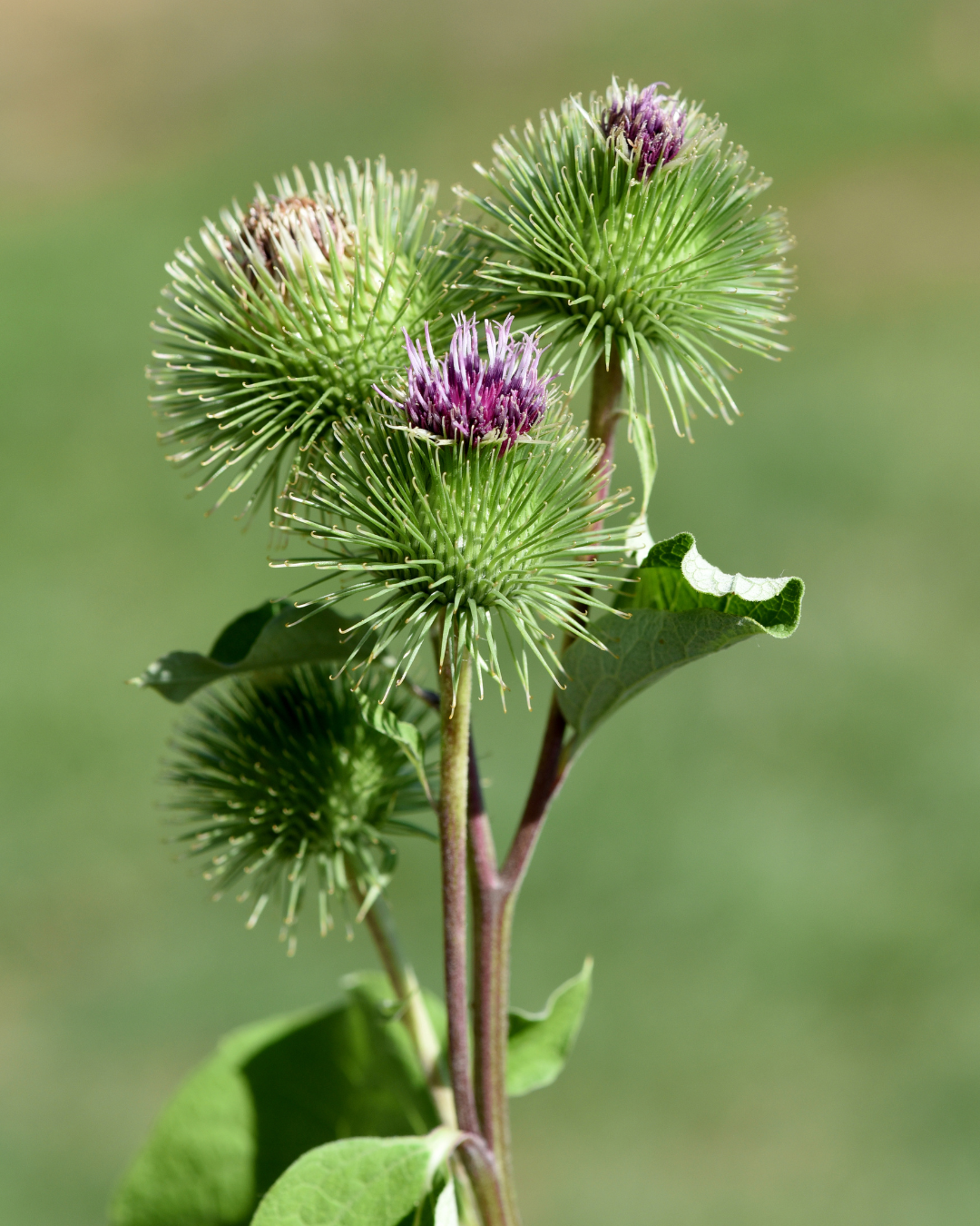 Burdock flowers and burs, representing the burdock root extract in Radiant Glow Facial Wash