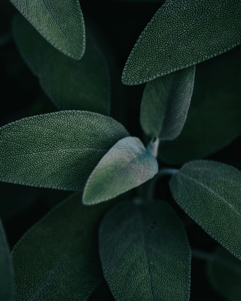 Close-up of sage leaves, featured botanical ingredient in Radiant Glow Facial Wash